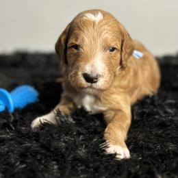 Bernedoodle, Goldendoodle, and Poodle Puppies from Poodle and Doodle Haven