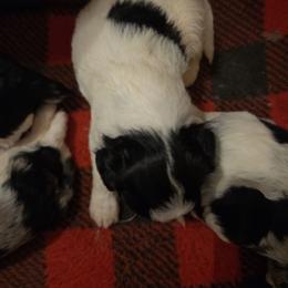 Barney - Black and white male Aussiedoodle puppy in Galena, Illinois from Perry's doodles