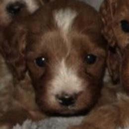 Male 2 - male Cavapoochon puppy in Fredericksburg, Ohio from Timshell Farm Specialty Crossbreed Puppies