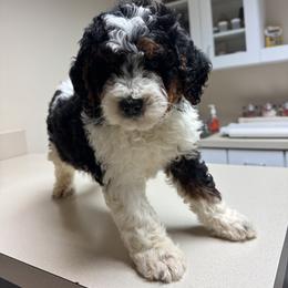 Bernedoodle, Bernese Mountain Dog, Cavalier King Charles Spaniel, and Goldendoodle Puppies from Adventure Doodles Of East TN