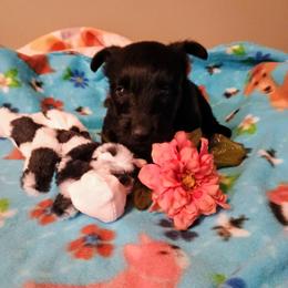 Blk Female 2 - Black female Scottish Terrier puppy in Smiths Grove, Kentucky from Moore's We Little Farm AKC Scotties