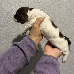 Dachshund and Doberman Pinscher Puppies from Texas Mini Dachshunds & Dobermans