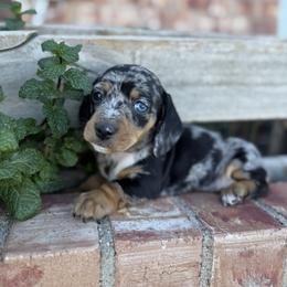Ellie - Dapple female Dachshund puppy in Deming, New Mexico from FoxieDoxies of New Mexico