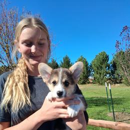 Coal - Black and tan male Pembroke Welsh Corgi puppy in La Grange, Wyoming from Merrygold Corgis