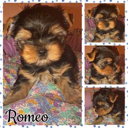 Romeo - Black and tan male Yorkshire Terrier puppy in London, Kentucky from Soto Yorkies