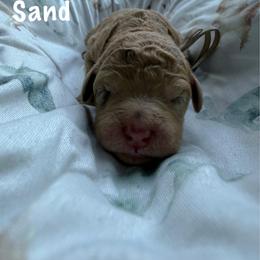 Sand - Merle male Goldendoodle puppy in Atlantic Beach, Florida from Glamorous Golden Doodles