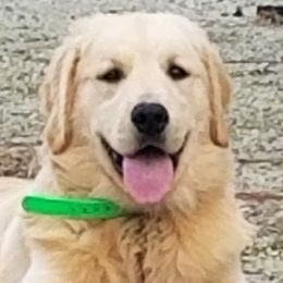 Havoc - Golden Retriever