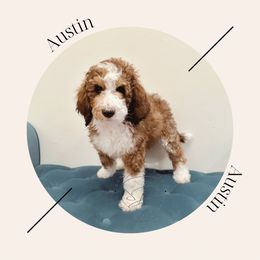 "Available - male" Bernedoodle Puppies from Sunridge Doodles