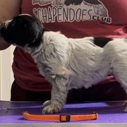 Pumpkin - Schapendoes puppy in North Carolina from Wild Clover Schapendoes