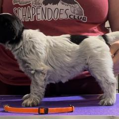 Pumpkin - Schapendoes puppy in North Carolina from Wild Clover Schapendoes