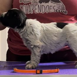 Pumpkin - Schapendoes puppy in North Carolina from Wild Clover Schapendoes