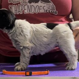 Pumpkin - Schapendoes puppy in North Carolina from Wild Clover Schapendoes