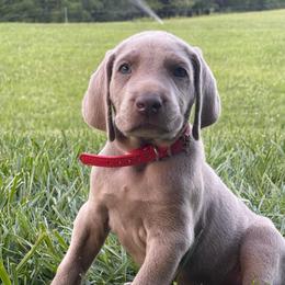 Maximus - Silver gray male Weimaraner puppy in Granite Falls, North Carolina from Pups and Pastures- Weimaraners