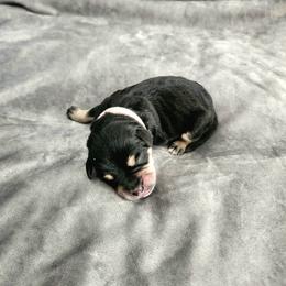 Girl 2 - female Schnoodle puppy in Tucson, Arizona from Smart Schnauzers & Schnoodles