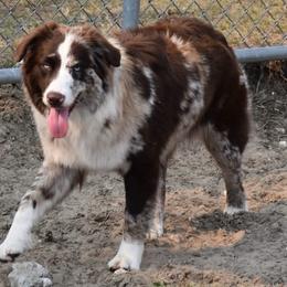 Evelyn - Australian Shepherd