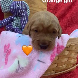 Golden Retriever Puppies from Cooper Oaks Goldens