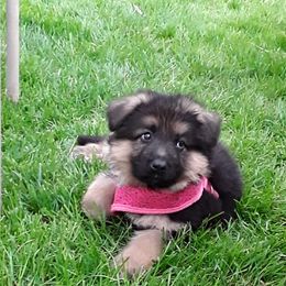 German Shepherds from Von Sagendorf Proud Paws