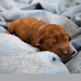 Lilac - Red Australian Labradoodle puppy in Chelsea, Michigan from Michigan Labradoodles