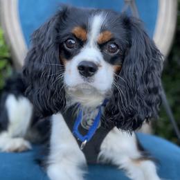 Nick - Cavalier King Charles Spaniel