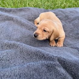 Buttercup - Cream Dachshund puppy in Salvisa, Kentucky from Howell’s Hounds