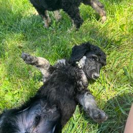 Aspen - Phantom male Poodle puppy in Vaughn, Montana from 406 Poodles