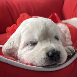 Golden Retriever Puppies from Mountain Sky Goldens