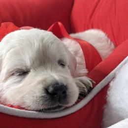 Golden Retriever Puppies from Mountain Sky Goldens