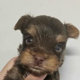 Brownie - Chocolate, tan and white male Yorkshire Terrier puppy in Los Angeles, California from WESTWAY Yorkies