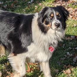 Jazzy - Miniature Australian Shepherd