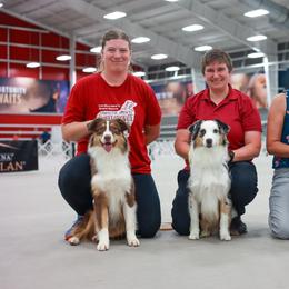 Australian Shepherd All Grown Up from Enroute Australian Shepherds