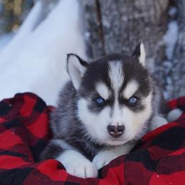 Raven - Black and white male Siberian Husky puppy in Wiscasset, Maine from Running with Huskies