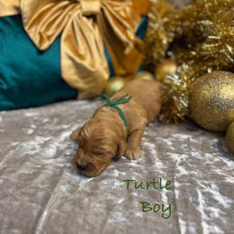 Turtle - Red  male Goldendoodle puppy in Rockville, Minnesota from Bracha Poodles & Doodles