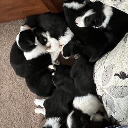 Border Collie Puppies from Pineview Farm