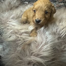 Big Red - Red  male Goldendoodle puppy in Corona, California from SoCalFamilyFrenchies, Doodles and more