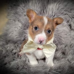 German Shepherd and Pembroke Welsh Corgi Puppies from J&R Shepherds & Corgis