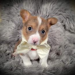 German Shepherd and Pembroke Welsh Corgi Puppies from J&R Shepherds & Corgis