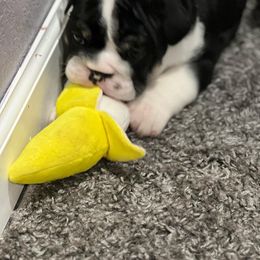 Bulldog Puppies from Average Jo’s  Bulldogs