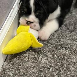Bulldog Puppies from Average Jo’s  Bulldogs