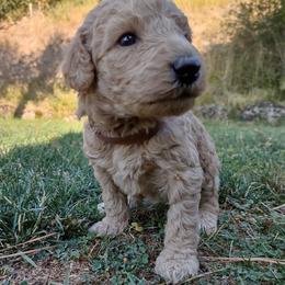 Poodle Puppies from All Poodle No Doodle