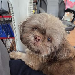 Rocky - Shih Tzu