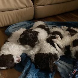 Lagotto Romagnolo Puppies from Joyful Heart