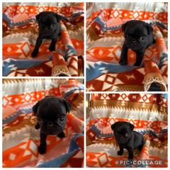 Blk male - Black male Pug puppy in Trenton, Tennessee from Brenda's Puppies
