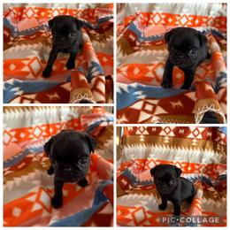 Blk male - Black male Pug puppy in Trenton, Tennessee from Brenda's Puppies
