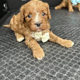 Peter - Red male Cavapoo puppy in Mint Hill, North Carolina from DoodleForever