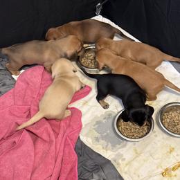 Dachshund Puppies from Faithful Paws Doxies