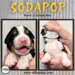 SodaPop - Tri-color male Bernedoodle puppy in Boiling Springs, South Carolina from OlliePups, LLC