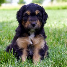 Winton - Black phantom male Aussiedoodle puppy in Decatur, Illinois from Signature Doodles