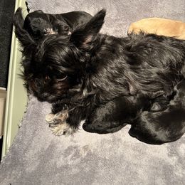 Yorkipoo Puppies from Bayless Yorkiepoos