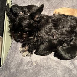 Yorkipoo Puppies from Bayless Yorkiepoos