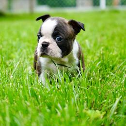 Boston Terrier Puppies from Piper Hill Bostons